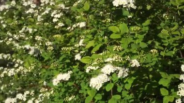 Hassas beyaz çiçek demetleri Alman Spirea çalılarını süslüyor. Detaylı bir şekilde ele geçirilmiş. Çiçek açan dallar yemyeşil yapraklara karşı kontrasttır. Mevsimlik çiçekler doğal ortamda açar..