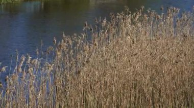 Nehir kıyısında, narin çimenler hafif esintide sallanırken küçük titreşimli dalgalar akan suda hareket ediyor. Havanın ve akıntının hareketi doğal ortamın sessiz ritmini şekillendirir.