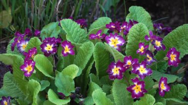 Yakın plan Primula polyantha kümesi canlı mor yapraklar ve sarı merkezler ile, yemyeşil yapraklar arasında büyüyen gölgeli toprak.