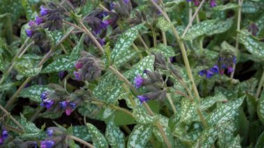 Akciğer kurdu (Pulmonaria) pembe ve menekşe çiçeği kümeleriyle beslenir. Dokulu yapraklar ve renkli yapraklar, bahar büyümesi sırasında doğal ortamında gelişen bitkiyi vurgular..