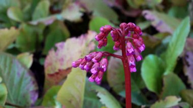 Bergenia crassifolia 'nın kalın gövdesinden, geniş yapraklarına karşı duran parlak renkli çiçek tomurcukları çıkar. Bitkilerin zengin dokuları ve canlı renkleri botanik zarafetini ön plana çıkarıyor..