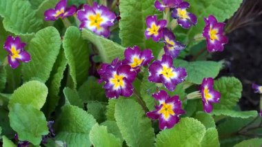 Sahte öküz dudağı çiçekleri tam çiçeklenerek ortaya çıkar ve hassas yaprakları canlı kümeler oluşturur. Yakınlaştırma hareketinde yakalanan sahne, bitkilerin zengin mevsimlik yeşilliklerindeki doğal güzelliklerini vurguluyor..