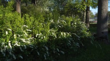 Parkta bir Germen Spirea çalısı çiçek açmış. Beyaz çiçeklerin bolluğunun altını çizen yemyeşil yapraklar. Rüzgarlı bir günde huzurlu, gölgeli bir parkta doğal bir güzellik anı..