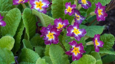 Sahte öküz - Primula - çiçekler tamamen çiçek açar, narin yaprakları canlı kümeler oluşturur. Yakından çekilen sahne, bitkilerin doğal güzelliklerini ve zengin mevsimlik yeşilliklerini ön plana çıkarıyor..