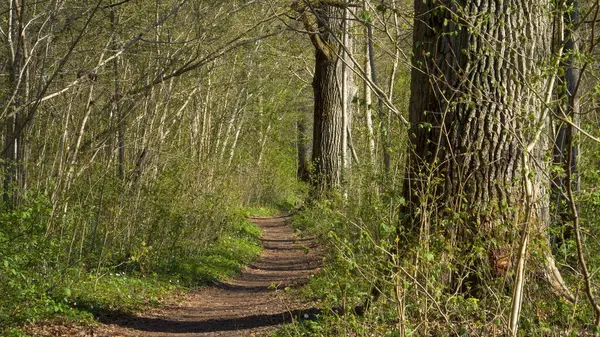 Aşırı büyümüş bir ormanın içinden geçen dolambaçlı bir patika, yüksek meşe ağaçlarıyla çevrili. Büyüyen bahar manzarasının yemyeşil yeşilliği sıcak güneş ışığıyla yıkanır ve keşifleri davet eder..