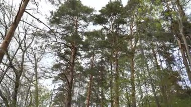 Yeni bahar yaprakları ortaya çıkarken, dinamik alçak açılı yürüme perspektifinden görülen karışık bir ormanda taze çalıların üzerinde yükselen çam ağaçları..