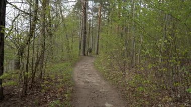 Yalnız bir gezgin ağaçlık bir yolda yürüyor, nazikçe ağaç gövdelerine dokunuyor. O ana dalmış, ormanın dokularını ve kokularını keşfediyor, vahşi doğanın saf güzelliğini kucaklıyor..