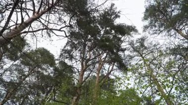 Yukarı doğru dönen bir perspektif uzun çam ve yaprak döken ağaçların rüzgarda sallandığını gösterir. Bahar ormanının katmanlı örtüsünü gözler önüne serer..