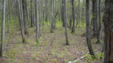 Manzara ince ağaç gövdeleri arasında hareket eder, erken büyüme, yosun ve yaprak döken ağaç kabuğuyla lekelenmiş bir orman zeminini ortaya çıkarır..