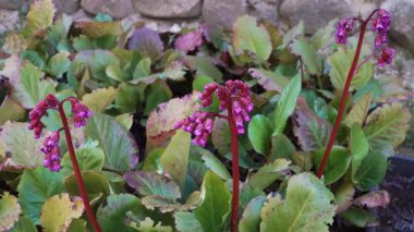 Yakınlaştırma, Bergenia crassifolia tomurcuklarının kırmızı saplar üzerinde yükseldiğini, çeşitli renklerde kalın, desenli yeşilliklerle çerçevelendiğini ve yumuşak doğal bahçe düzeninin.