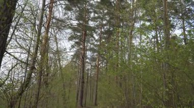 Uzun çam gövdeleri, yükseklik, tepe örtüsü yapısı ve doğal bahar büyümesini gözler önüne sermek için yer seviyesinden çekilen yoğun kozalaklı bir ormanda gökyüzüne doğru uzanır..