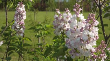 Rus melez leylağı, şırınga kabakulağı 'Moskova' nın Güzelliği 'nin yakın çekimi, yemyeşil bir bahçede açık pembe tomurcuklardan fışkıran bol miktarda çift beyaz çiçekler sergiliyor..
