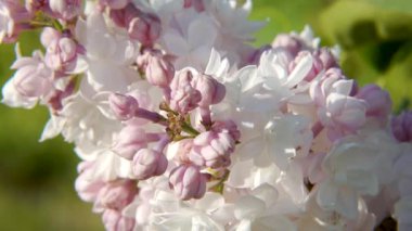 Leylak 'Krasavitsa Moskvy' nin ayrıntılı makro görüntüsü tomurcuktan tam çiçeğe çeşitli çiçek aşamaları sergiliyor, yemyeşil bir arka planda narin pembe ve beyaz taç yapraklarını vurguluyor.