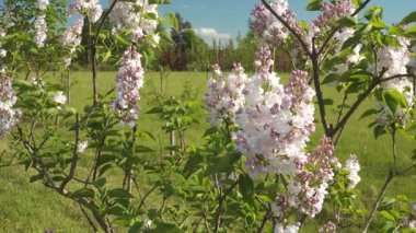 'Krasavitsa Moskvy' narin görünümlü leylak cilt yüzeyi tam çiçek, beyaz ve pembe demetler sergilenen yemyeşil bir arkaplan.