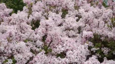 Şırınga 'Bailina' (Thumbelina) 'nın yoğun çiçekleri, dar tomurcuklardan açık çiçeklere kadar her aşamada tüylü açık pembe çiçek kümelerini gösterir.