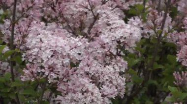 Şırınga ergenlik çağındaki Bailina çiçeklerinin tam çiçeklerinin yakından görüntüsü rüzgarda hafifçe sallanıyor. Narin pembe ve beyaz çiçekler yemyeşil bir arka planda göze çarpar..