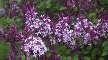 Canlı 'Kızıl Peri' leylağı, koyu mor tomurcuklardan yumuşak pembe yıldız şeklindeki çiçeklere dönüşerek kompakt saplardaki çiçek gelişiminin her aşamasını gözler önüne seriyor..