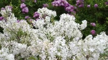 Rüzgâr hafifçe çiçek açan leylak dallarını hareket ettirir ve hoş aromalarını yayar. Beyaz Pers leylağı 'Alba' çiçekleri çiçek açmış, büyüleyici mevsimsel bir görüntü yaratıyor..