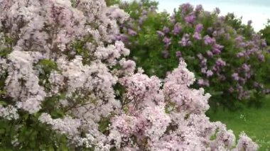 Yoğun şırınga kümeleri 'Bailina' leylak çiçekleri rüzgarda hafifçe sallanıyor, canlı pembe ve beyaz renkler sergiliyor pitoresk bir bahçede yemyeşil yeşillikler arasında.