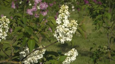 Avrupa 'nın en büyük leylak bahçesi olan Dobele Leylak Bahçesi' nin yemyeşil yeşilliğine serpilmiş tomurcukları ve çiçekleri olan beyaz leylak ağacının yakın çekimi..