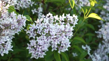 Şırınga çingenesinin ayrıntılı bir yakın çekimi 'Bicolor' çiçekleri tam çiçek, onların narin pembe ve beyaz taç yaprakları sergilenir yemyeşil bir arka plan karşı.