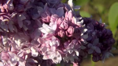 'Victor Lemoine' adlı şırınganın zengin detaylı makro görüntüsü, leylak katmanlı taç yaprakları ve bahar aşılamasının canlı mor renklerini sergiliyor..