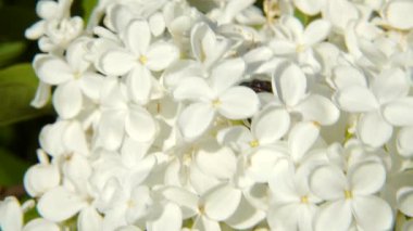 Hareketli beyaz leylak çiçeklerinin detaylı görüntüsü, rüzgarlı bir bahçedeki yaprakların arasına yerleştirilmiş bir kokchafer böceğini ortaya çıkarıyor, doğal bir korunma anı..