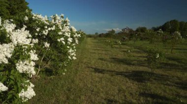 Letonya, Dobele Leylak Bahçesi 'nde çiçeklenmiş beyaz ve mor leylakların büyüleyici manzarası. Bu bahçe Avrupa 'nın en büyük leylak bahçesi olarak bilinir..