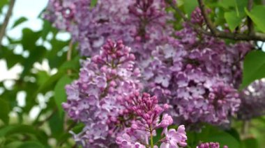 Çiçeklerin yanında canlı leylak tomurcuklarının detaylı bir görüntüsü ilkbaharın yenilenmesinin ve doğanın güzelliğinin özünü yakalar. Yemyeşil mor yapraklar ve leylak tomurcukları büyüleyici bir sahne oluşturuyor..