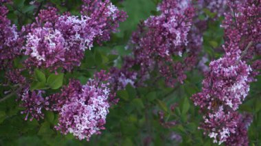 Şırınga ergenlik döneminde. Microphylla 'Red Peri' canlı yakut-pembe çiçekler ve yemyeşil yapraklar ile çiçek açar, bahçedeki canlı enerjiyi yakalar..