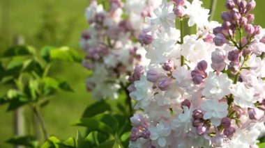 'Krasavitsa Moskvy' leylak çiçeklerinin tam çiçeklenme görüntüsü, narin taç yaprakları, taze tomurcuklar ve gür cilt bakımı. Bahar ve bahçe temaları için mükemmel.