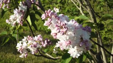 Leylak * Krasavitsa Moskvy * tomurcuklu çiçekler, rüzgarlı bir günde güneşli bir bahçede yakalanan makro manzaraya yakınlaştırılmış..
