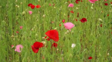 Yoğun çiçek açan haşhaş çiçeklerinin geniş kapsamlı bir görüntüsü, canlı kırmızı ve pembe yaprakları rüzgarda salınan yemyeşil bir alanda, dinamik güzellikleri yakalıyor. Yakınlaştırma hareketi.