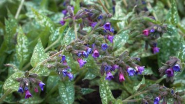 Pembe ve mor çiçekleri olan canlı akciğer kurdu benekli yeşil yaprakların arasında belirir ve bahar büyümesindeki korunmuş floranın narin güzelliğini vurgular..