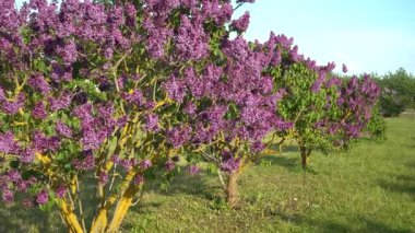 Çiçek açan leylak ağaçlarının açık bir alanından, parlak mor çiçeklerin yakın çekimlerine kadar bu sahne, Letonya 'nın Dobele Leylak Bahçesi' nde canlı çiçek bolluğu ve dokuma dokusunu yakalar..