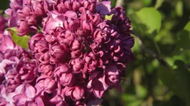 Bir makro görünüm kırmızımsı pembe leylak çiçekleri tam çiçeklerle yakalar ve bahar güneşinde yumuşak yeşil yaprakların arasına yerleştirilmiş şeffaf taç yaprak dokularını ve canlı renkleri ortaya çıkarır..