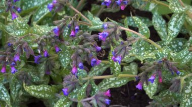 Pembe ve menekşe akciğer otu kümeleri üzerinde uçan bir arı, bahar enerjisi ve renkleriyle dolu canlı bir bahçe ortamında benekli yaprakların arasında nektar toplar..