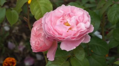 'Çilek Tepesi' çalılarının yakın çekimi gül çeşitliliğinde geniş, çift, yüksek kokulu pembe çiçekleri canlı yeşil yaprakların arasına yerleştirilmiş şeftali rengi..