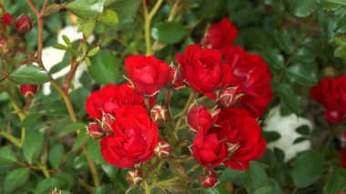 'Ondella' halısı büyük kümeler içinde canlı kırmızı çiçekler ile patlar, bahar sonbahardan sonbahara kadar bol bol çiçek açar, ince yapraklı bir çalılıkta..