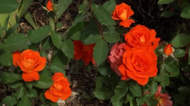 Çiçeklerin gül çeşitleri 'Super Trouper' güçlü, koyu yeşil yaprakları ve mükemmel hastalık direnciyle çalılı bir bitki üzerinde canlı alev-portakal kümeleri oluşturur..