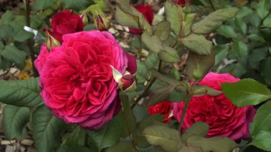 Johann Wolfgang Von Goethe 'nin melez çayı büyük, koyu mor ve tatlı aromalı iki kat çiçek açar. Düz çalı, tekrar et çiçek, yüksek kokulu.