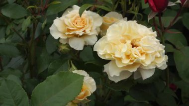 'Kontes' melez çay çeşitliliğinde 1012 cm krema renkli sarı renkli çift çiçekli, güçlü dik gövdeler üzerinde 1 'den 3' e kadar kabartmalı zengin bir koku var..