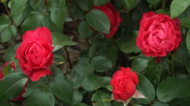 Gül çeşitleri 'Cherry Lady' - yoğun ve harmonik büyüme ile melez çay, zarif çiçekler, rendelenmiş taç yaprakları, genellikle kümeler halinde. Bu gül türünde son derece sağlıklı yapraklar..