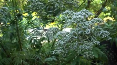 Valerian bitkisi (Valeriana officinalis), tüylü yapraklar ve tatlı bir kokuyla, nemli topraklarda ve yaz sıcaklığında gelişen, yüksek gövdelerin üzerinde, havadar beyaz çiçek kümeleri sergiler..