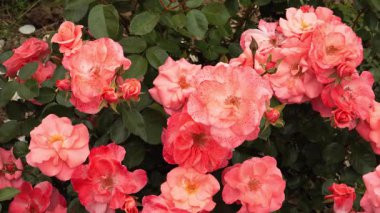 Trier 2000 çiçekleri somon pembe yarı çift çiçekli hafif bir kokuyla çiçek açar. Dik, yayılan çalılığı 80 cm 'ye ulaşır ve hastalığa iyi dayanır..