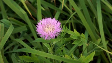 Bir Pers çiçek çiçeğinin (Psephellus dealbatus) yakın çekimi, pembe çiçek başları ve kremsi bir merkezi vardır. Gümüş sırtlı yaprakları güneşli çayırlarda ve kayalık yamaçlarda gelişir..
