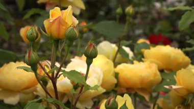 'Charlotte' çalı gülü kehribar ve soluk sarı tonlarda çifte çiçekleri sergiliyor. Dik 110 cm 'lik çalılığı bol bol çiçek açar ve kısmi gölgede gelişir..