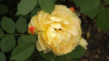 'Charlotte' çalılık gül, yumuşak kehribar-sarı renkler içinde, kaplama çift çiçek yakın çekim göstermektedir parlak yeşil yapraklar ile güçlü dik bir çalı üzerinde serpilen.