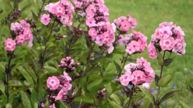 Bahçe fenikleri (Phlox paniculata), bereketli yeşil yapraklar tarafından çerçevelenmiş dar kümelerdeki canlı pembe çiçekleri ortaya çıkarır. Bu güzel kokulu ebediyet yazın sonbahardan sonbahara kadar güneşli sınırlarda gelişir..