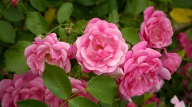 'Fragezeichen' tırmanışı gül gösterileri canlı pembe çifte çiçekler gür yapraklar ve parlak yapraklar ile, yaz bahçelerinde güçlü kökler üzerinde gelişen.